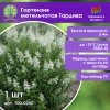 Гортензия метельчатая Тардива