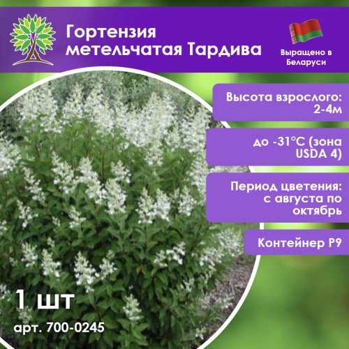 Гортензия метельчатая Тардива
