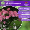 Гортензия метельчатая Фрайз Мэльба