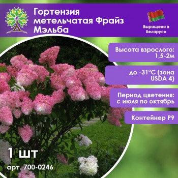 Гортензия метельчатая Фрайз Мэльба