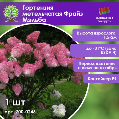 Гортензия метельчатая Фрайз Мэльба