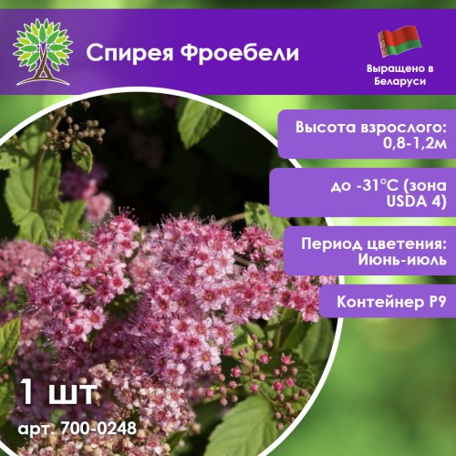 Спирея Фроебели