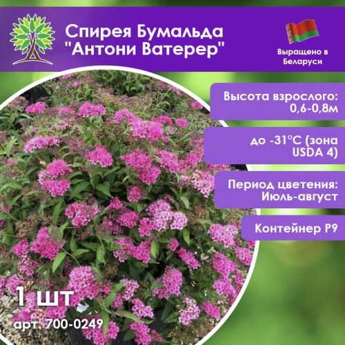 Спирея Бумальда 