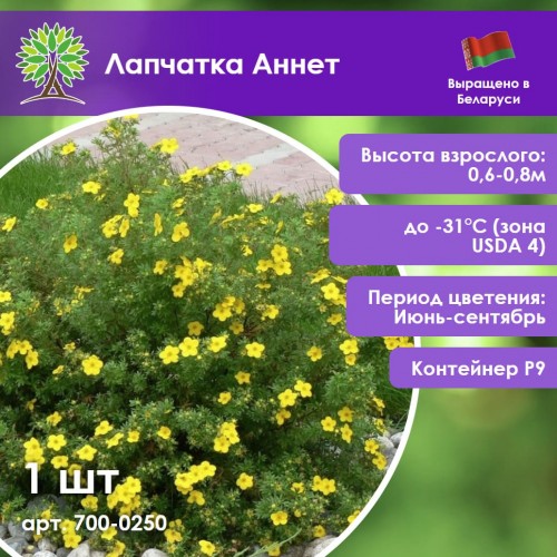 Лапчатка Аннет