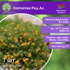 Лапчатка Ред Ас