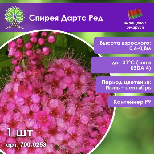 Спирея Дартс Ред