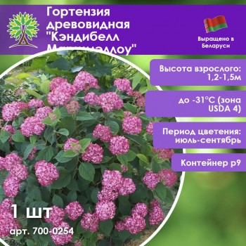 Гортензия древовидная 