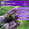 Сирень 
