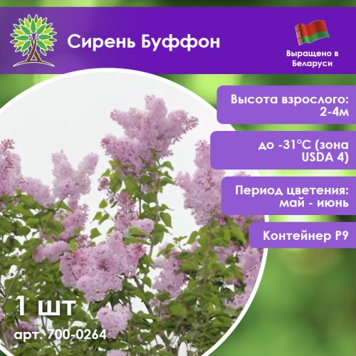 Сирень Буффон