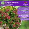 Спирея японская Фробелли