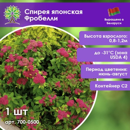Спирея японская Фробелли