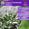 Спирея СНОУМАУНД невеста