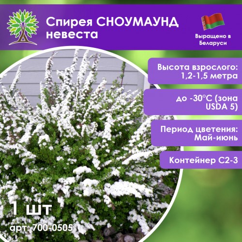 Спирея СНОУМАУНД невеста