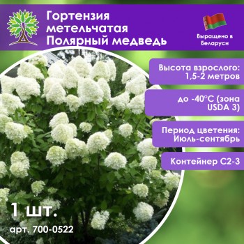 Гортензия метельчатая Полярный медведь