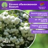 Калина обыкновенная Roseum