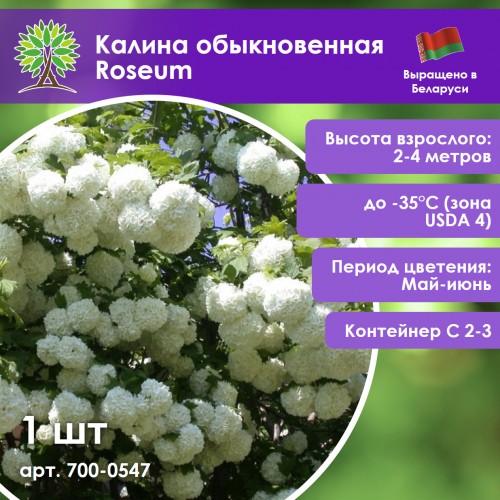 Калина обыкновенная Roseum
