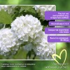 Калина обыкновенная Roseum