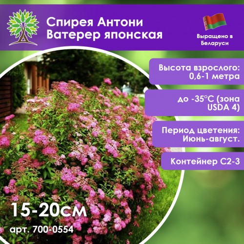 Спирея Антони Ватерер японская