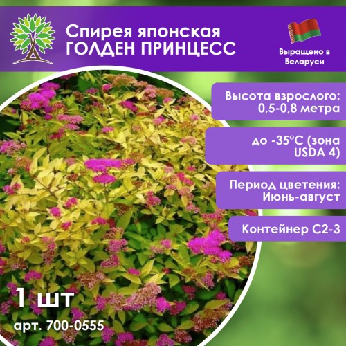Спирея японская ГОЛДЕН ПРИНЦЕСС
