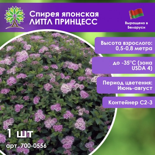 Спирея японская ЛИТТЛ ПРИНЦЕСС