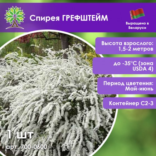 Спирея ГРЕФШТЕЙМ