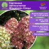 Гортензия метельчатая Мэджикал Кэндл