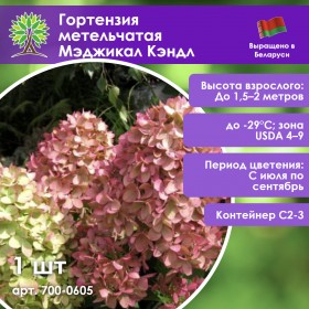 Гортензия метельчатая Мэджикал Кэндл
