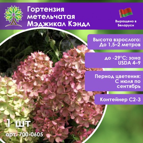 Гортензия метельчатая Мэджикал Кэндл