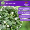 Пахисандра