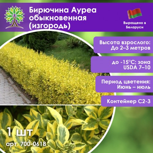 Бирючина Ауреа обыкновенная
