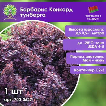 Барбарис Конкорд тунберга