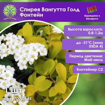 Спирея Вангутта Голд Фонтейн