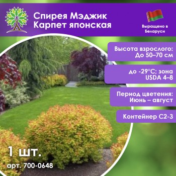 Спирея Мэджик Карпет японская