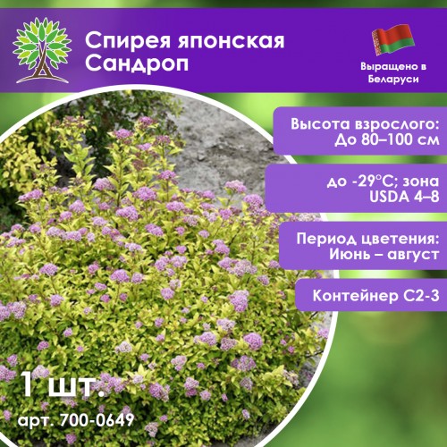 Спирея японская Сандроп