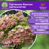 Гортензия Фантом метельчатая