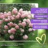 Гортензия Фантом метельчатая