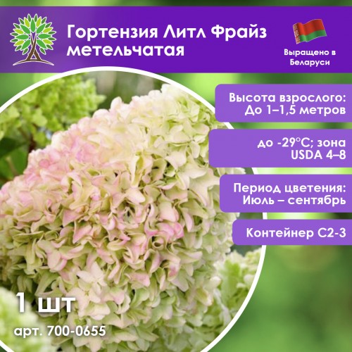 Гортензия Литл Фрайз метельчатая