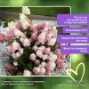Гортензия Литл Фрайз метельчатая