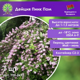 Дейция Пинк Пом