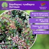 Барбарис тунберга Наташа