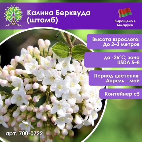 Калина Берквуда (штамб)