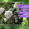 Калина Берквуда (штамб)