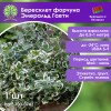 Бересклет форчуна Эмеральд Гаети