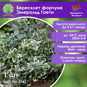 Бересклет форчуна Эмеральд Гаети
