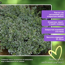 Бересклет форчуна Эмеральд Гаети