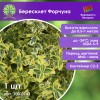 Бересклет Форчуна