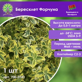 Бересклет Форчуна
