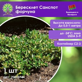 Бересклет Санспот форчуна