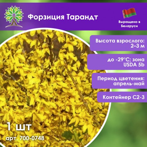 Форзиция Тарандт