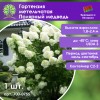 Гортензия метельчатая Полярный медведь